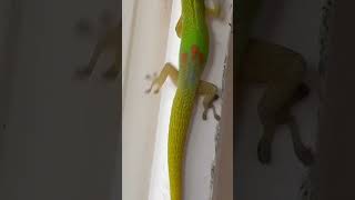 Phelsuma laticauda [upl. by Ful]