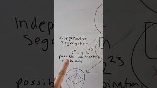 Independent segregation explained for Alevel Biology meiosis alevelbiology biologystudents [upl. by Stan771]