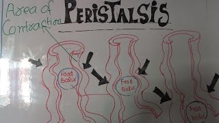 Easy lecture about peristalsis by Lecturer Rizwana Naseem biology [upl. by Whalen196]