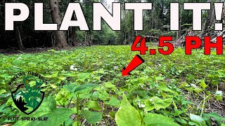 Planting Food Plots In Very ACIDIC Soil [upl. by Nnaer]