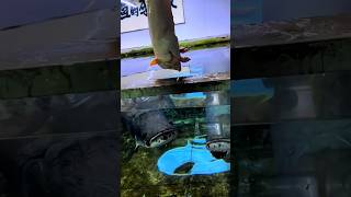 The arapaima fish ate a roasted pig 🐖 shorts arapaima monsterfish ytshorts viral trending [upl. by Anauqcaj]