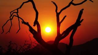 Dead Tree Sunrise Time Lapse HD  Royalty Free HD Video Stock Footage [upl. by Ahsoem]