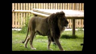 Play Time With Clarence And Brutus at Wingham Wildlife Park [upl. by Anrahc]