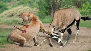 Why cant the antelopes defend themselves against lions  wildanimalshunt lions animals viral [upl. by Obelia]