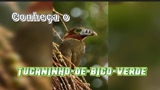 🤫Tucaninho de bico verde animaisbirutas tucanos tucanos animals aves [upl. by Santoro843]