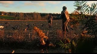 Chasse à l’outarde  bernache du Canada [upl. by Isolt544]