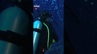 The story of the Great Barrier Reef is one of natures wonders explore shorts travel [upl. by Eadmund]