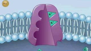 How Does the SodiumPotassium Pump Work A Simplified Animation Explanation [upl. by Leraj]