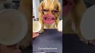 Comedia comedia comedian pets memesdaily humor humorbrasil videos [upl. by Ilamad222]