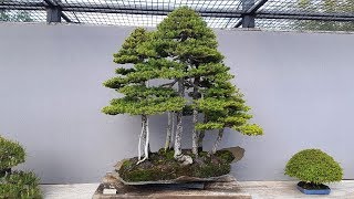 WOW Amazing Bonsai Forest [upl. by Larue]