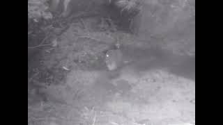 A New Zealand Morepork Owl takes a bath [upl. by Madonia]