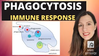 PHAGOCYTOSISAlevel Biology Phagocytes and macrophages engulf pathogens amp lysozyme destroys them [upl. by Kress]