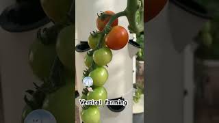 Vertical Aeroponic tower tomato [upl. by Ainex709]