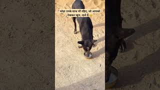 Dogs 🐕 animals help dogbreeds youtuber shots doglover [upl. by Tait]