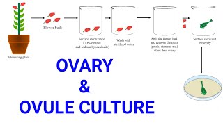 Ovary and Ovule or Megaspore culture  Production of female haploid plants  Gynogenesis [upl. by Kresic]