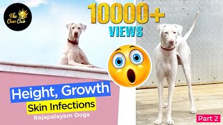 Height of Rajapalayam Dogs  ராஜபாளையம் நாய்கள்  Puppy Selection  Growth  Skin Infections Part 2 [upl. by Patrizia]