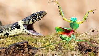 Unbelievable Snake vs Mantis Fight latest update 2019 [upl. by Yerot]