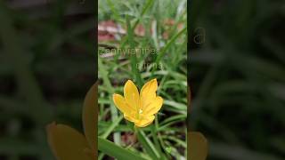 Yellow lily  Zephyranthes citrina plant flowers [upl. by Bergstein]