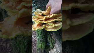 Polypore souffré  Le 12092024 [upl. by Nnahsal]