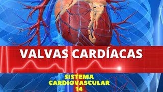 VALVAS CARDÍACAS  SISTEMA CARDIOVASCULAR 14 [upl. by Eneroc499]