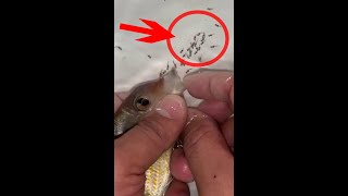 Geophagus Red Head Tapajos gives birth to 40 babies 😍🐬👍🙏 fishing fish [upl. by Petronilla628]