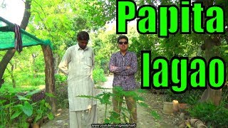 How to Grow Papaya  Papaya Plant  Papaya Tree Care  Fruit Trees [upl. by Ordisy]