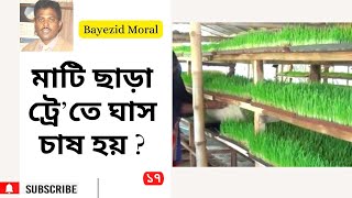 ঘরে মাটি ছাড়া ট্রে’তে ঘাস চাষ  Hydroponic Grass Cultivation [upl. by Eiram]