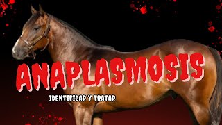 Cómo Identificar y Tratar la Anaplasmosis en Caballos [upl. by Ihdin114]