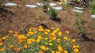 front lawn conversion California native garden sheet mulch [upl. by Acnaib821]