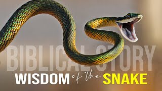 Wisdom Of The Serpent  Best Motivational Video [upl. by Arykahs777]