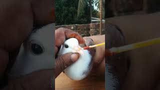 Pigeon pox treatment 202 pigeonmedicine shorts tranding pets birds pigeontreatment pigeonpox [upl. by Evoy]