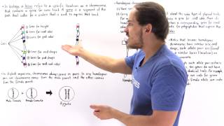 Genes Alleles and Loci on Chromosomes [upl. by Enautna]