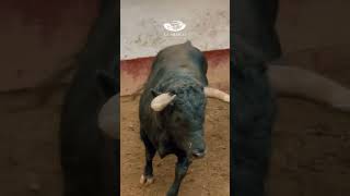 La México 2024 Corrida 241124  Sorteo de toros de San Constantino para Borja J Flores y Aguilar [upl. by Othilia]