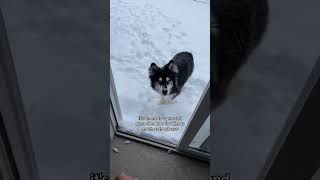 throwback to the worst week of my husky’s life husky huskies dogvideos funnydogs [upl. by Tingey]