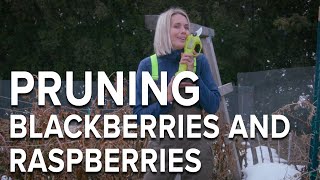 How to Prune Raspberries and Blackberries [upl. by Drofxer]