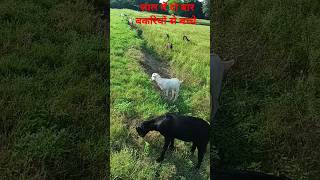 साल में दोबार बकरियों से बच्चे लेना संभव farming bakra goatfarming bakraeidspecial bakraeid2025 [upl. by Alon]