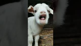 Boy shout and goat shouting videos and laughing monkey shorts ytshorts animalshort jokes viral [upl. by Wojak]