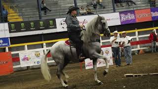 Hermosos Caballos Bailadores Palmares Costa Rica Dancing horses Dressage Competition part 4 [upl. by Nolad73]