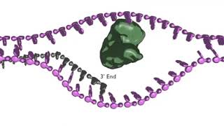 Homologous Recombination Repair [upl. by Haniraz]