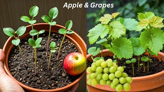 🌿Grow FOUR Fruit Plants from Seed at Home live [upl. by Collar]