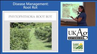 Blueberry Production in Kentucky Part 54 Root Rot [upl. by Tlok944]