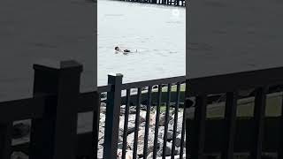 Man dives into Hudson River to save dog struggling off Hoboken New Jersey [upl. by Adialeda]