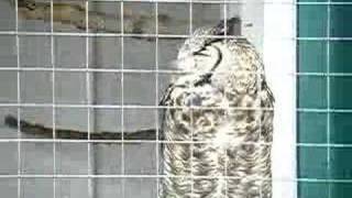 Errol the great horned owl [upl. by Les]