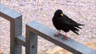 Alpenkauw Yellowbilled Chough Pyrrhocorax graculus in Oostenrijk [upl. by Nossaj]