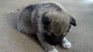 Sleepy Elkhound Puppy [upl. by Risa]