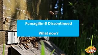 Fumagilin discontinued  try HiveAlive [upl. by Camel552]