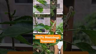 Mealybugs Treatment  100 Effective Way shorts gardentips garden [upl. by Levona]