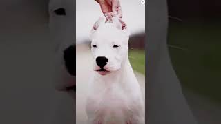 Husky vs American bullyDogo ArgentinoTibetan mastiff Bite force comparison viral short ytshort [upl. by Ardried]