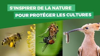 Fruits et Légumes  sinspirer de la nature pour protéger les cultures [upl. by Eniamaj]