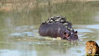 A Record Thirty Turtle Terrapins Riding On Hippo Back [upl. by Caria]